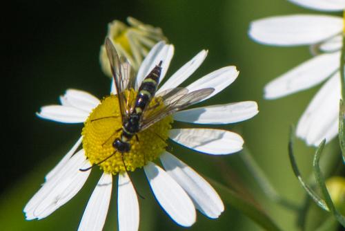 Réf. 204 998 : Cephus pygmaeus