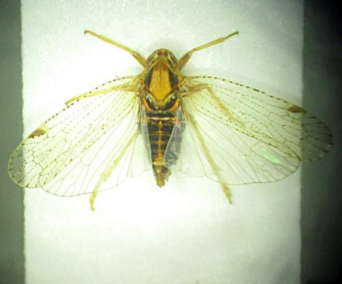 Cixius sp.