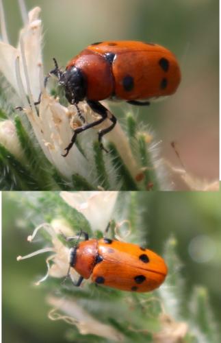 Tituboea sexmaculata