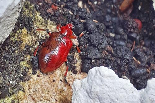 Réf. 204 660 : Lilioceris merdigera