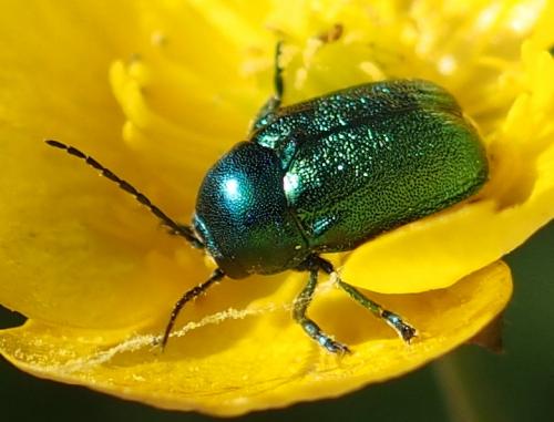 Cryptocephalus sp.