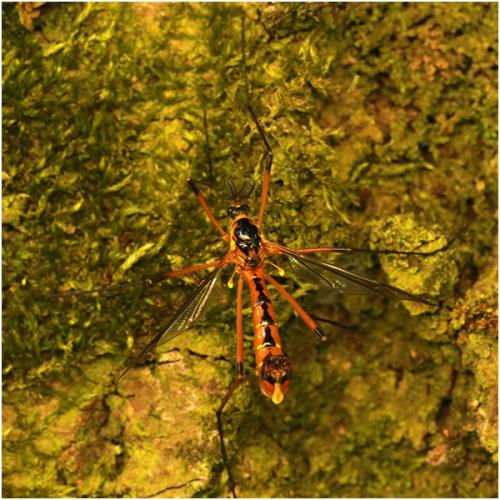 Ctenophora pectinicornis