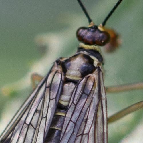 Panorpa communis