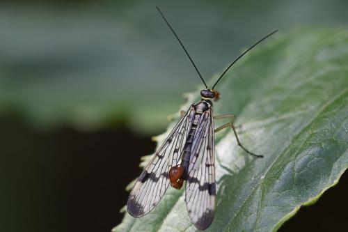 Panorpa communis