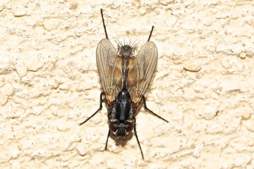 Réf. 204 812 : Mintho rufiventris