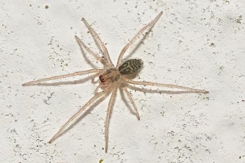 Tegenaria_sl sp.