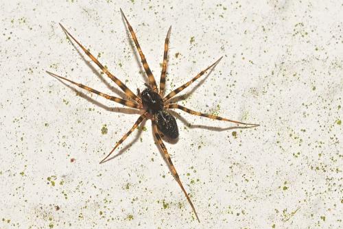Réf. 204 123 : Lepthyphantes minutus