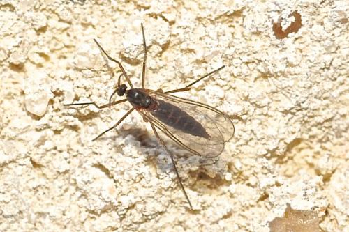 Réf. 204 289 : Lestremiinae inconnu
