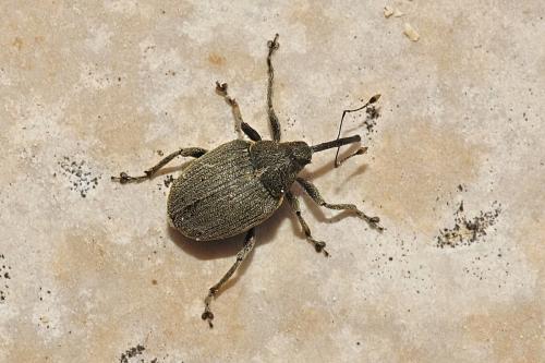Réf. 204 291 : Ceutorhynchus sp.
