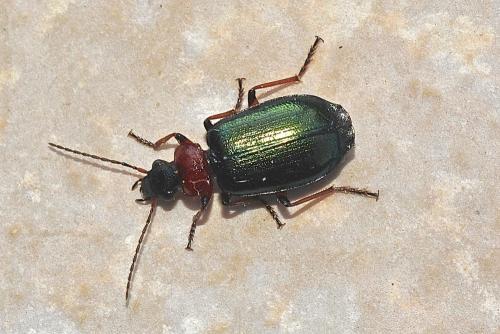 Réf. 204 343 : Lebia cyanocephala