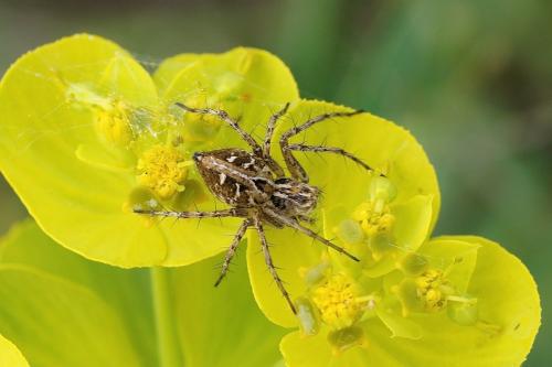 Oxyopes heterophthalmus