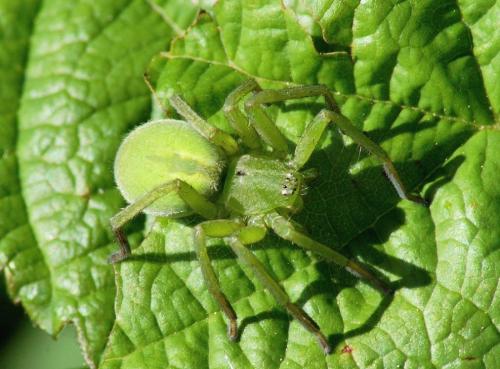Micrommata ligurina