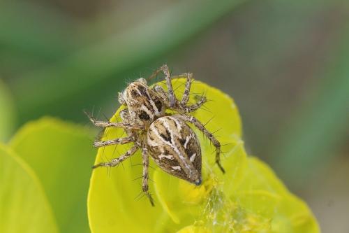 Oxyopes heterophthalmus
