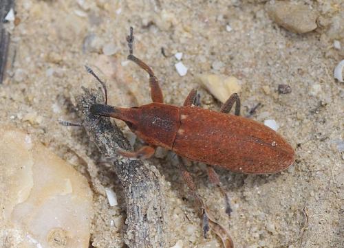 Réf. 204 578 : Lixus punctiventris