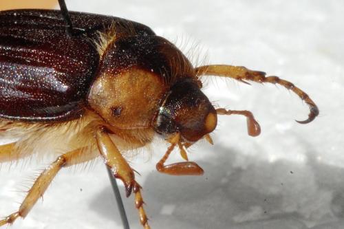 Réf. 204 955 : Rhizotrogus maculicollis