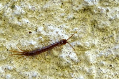 Lithobius sp.