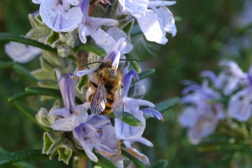 Osmia sp.