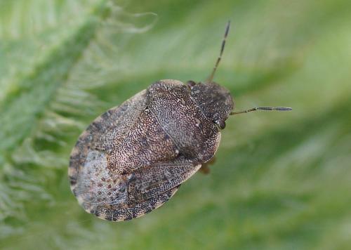 Sciocoris maculatus
