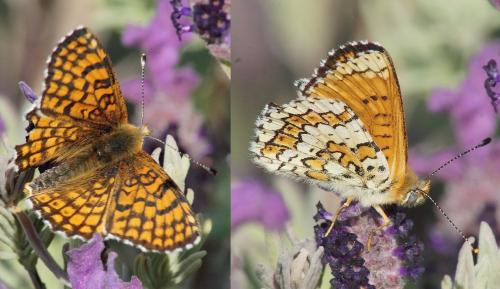 Réf. 204 957 : Melitaea cinxia