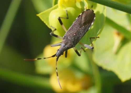 Dicranocephalus albipes