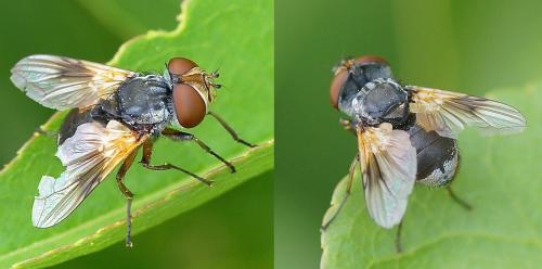 Réf. 204 588 : Ectophasia sp.