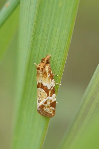 Aethes hartmanniana