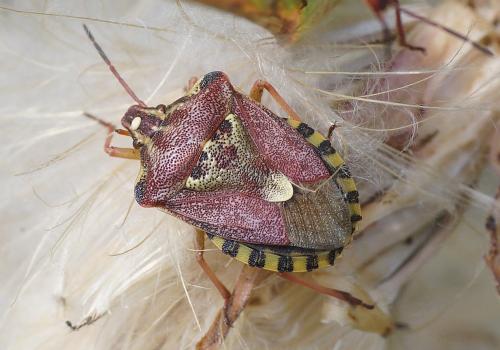 Réf. 204 653 : Codophila varia