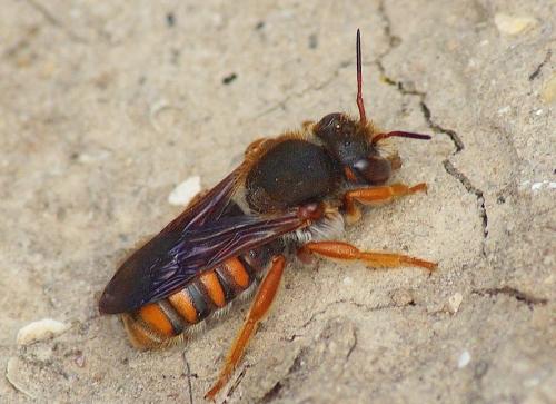 Rhodanthidium sticticum
