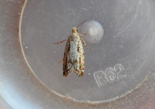 Epinotia granitana