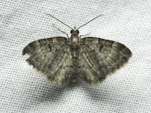 Réf. 204 179 : Pasiphila chloerata