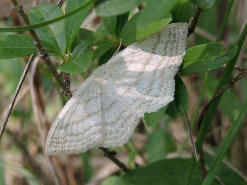 Scopula umbelaria