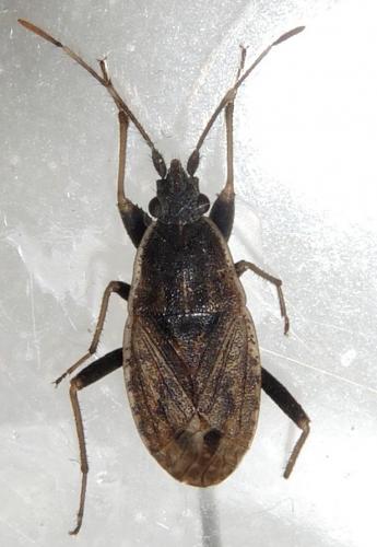 Ischnopeza hirticornis