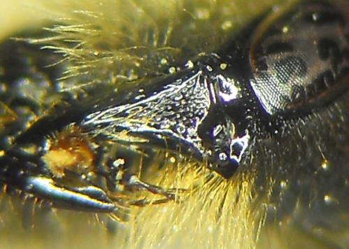 Réf. 204 131 : Andrena bucephala
