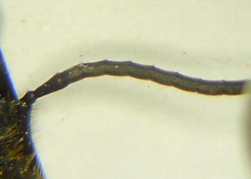 Réf. 204 132 : Andrena bucephala