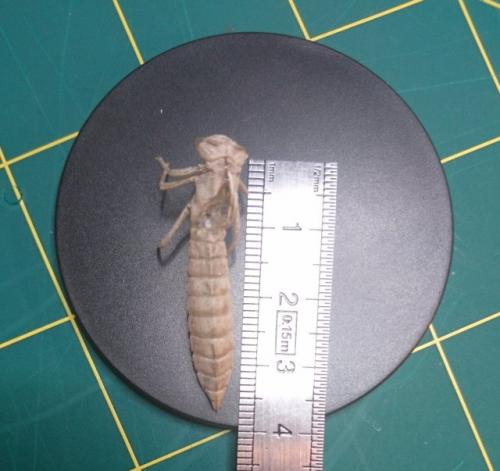 Brachytron pratense