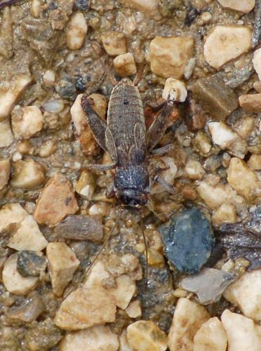 Eumodicogryllus bordigalensis bordigalensis