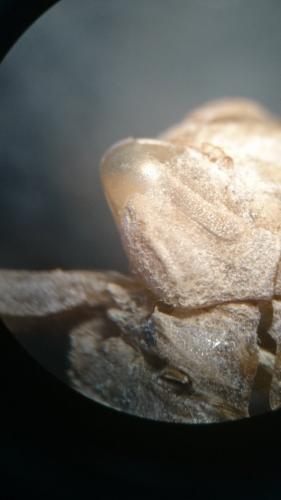 Brachytron pratense