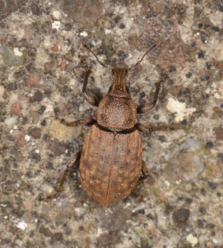 Barynotus sp.