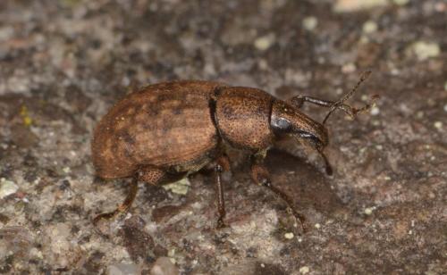 Barynotus sp.
