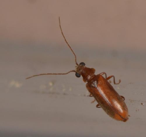 Ernobius abietinus