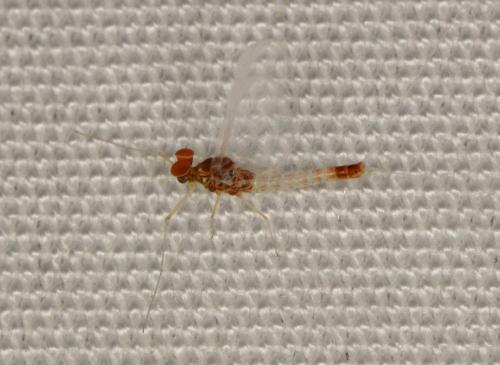 Réf. 204 041 : Procloeon pennulatum
