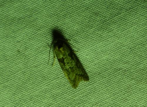 Cnephasia sp.