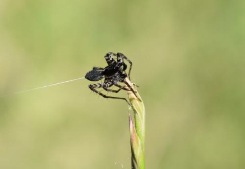 Pardosa prativaga