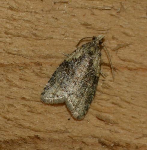 Réf. 204 156 : Capua vulgana