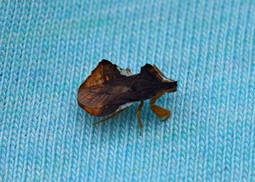 Phymata crassipes