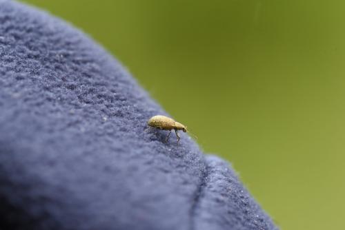 Réf. 204 417 : Polydrusus cervinus
