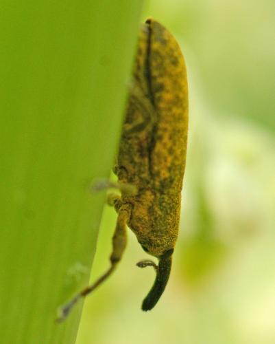 Lixus sp.