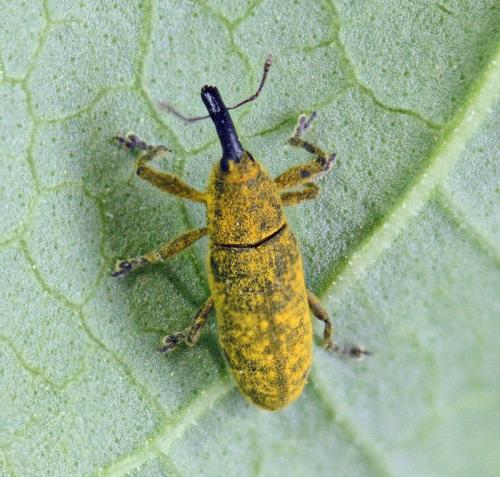 Réf. 204 250 : Lixus sp.