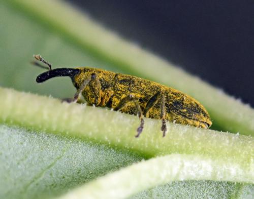 Lixus sp.