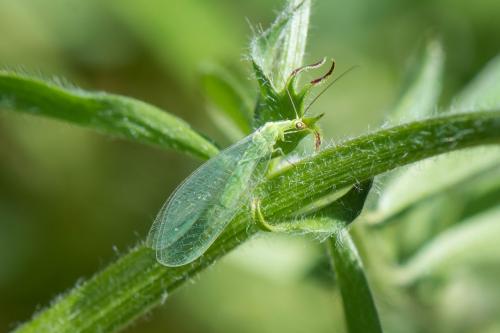 Réf. 204 113 : Chrysoperla sp.